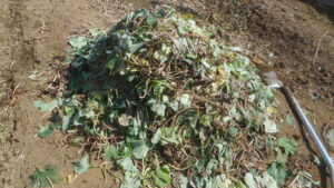 肥料づくり：サツマイモ残渣の処分法
